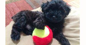 5 raças de cães misturadas com poodle