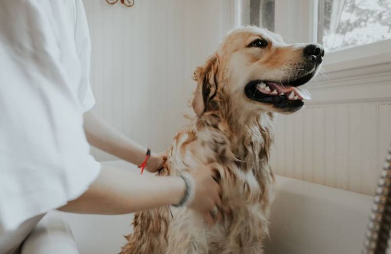 Hay que tener muchas precauciones al momento de bañar a un perro