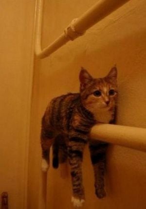 Alerta amantes felinos: gato común es declarado “especie invasora” en Polonia