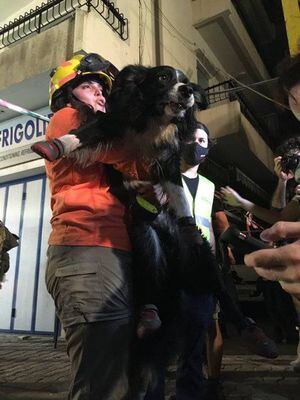 A un mes de la explosión: Topos Chile detecta latidos y respiración entre los escombros en Beirut