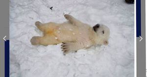 Vídeo emocionante mostra filhote de urso polar que vê a neve pela primeira vez
