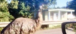 Captan a un emú caminando por un barrio de Moca