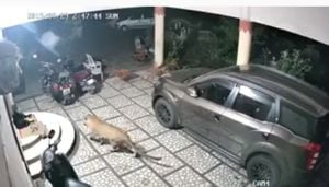 Vídeo flagra leopardo preparando ataque contra cachorro e se torna viral nas redes sociais