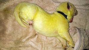 (FOTO) Nace un perro de color verde e impacta al mundo entero