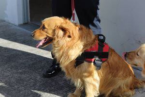 Quince perros son entrenados para detectar el COVID-19 en Quito