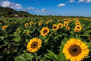 ¡Se acabó la espera! Finca de girasoles en Guánica reabre sus puertas