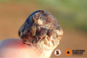 EN IMÁGENES. Descubren una serpiente de tres ojos en Australia