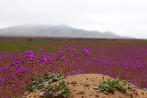 Una buena noticia: desierto florido podría adelantarse unas semanas gracias a la lluvia
