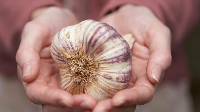 El ajo es un producto lleno de propiedades curativas.