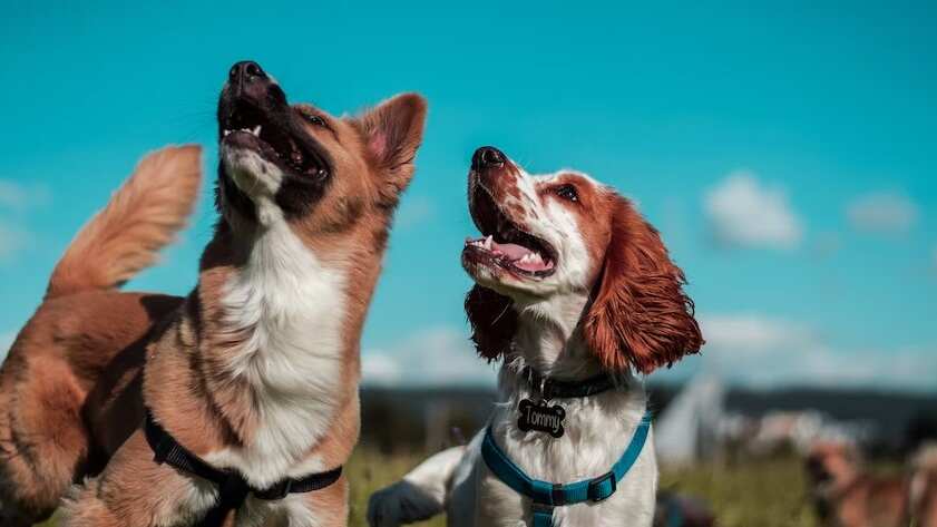 Los perros siempre son juguetones e impredecibles