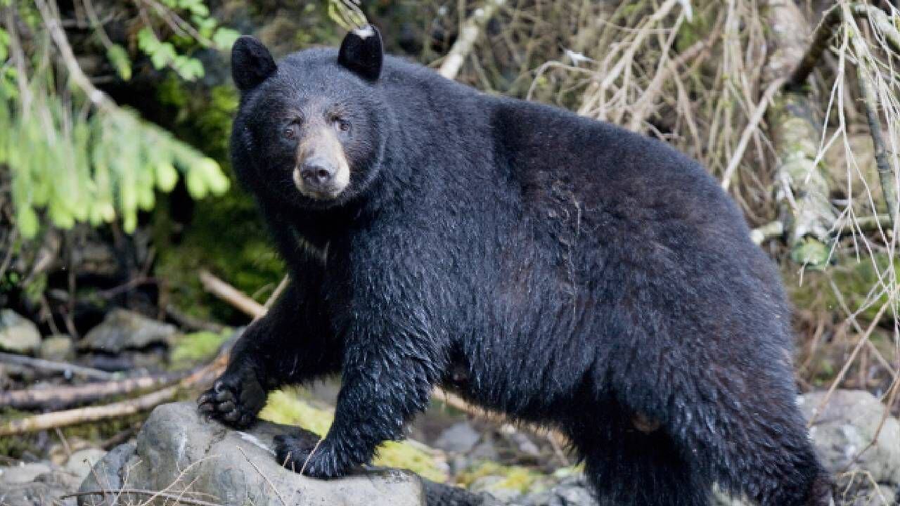 Oso Negro / Foto: Getty Images / Autor: Paul Souders