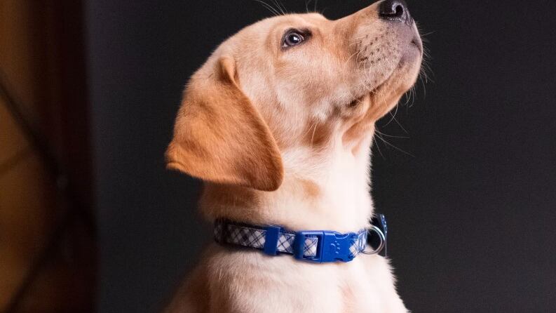 Criticaron en redes la actitud de este sacerdote en plena eucaristía