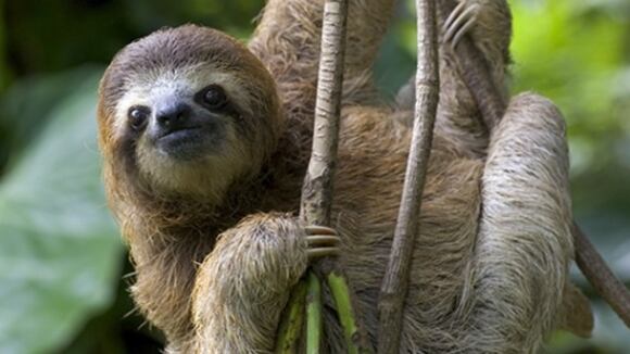 El pelaje de los osos perezosos no es como el de un osito de peluche.