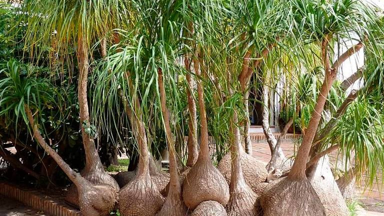 "La pata de elefante" es una especie protegida en México