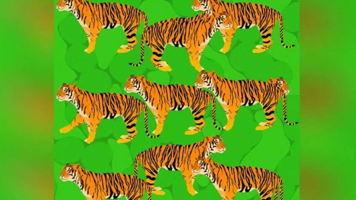 Descubre cuántos tigres hay en la imagen.