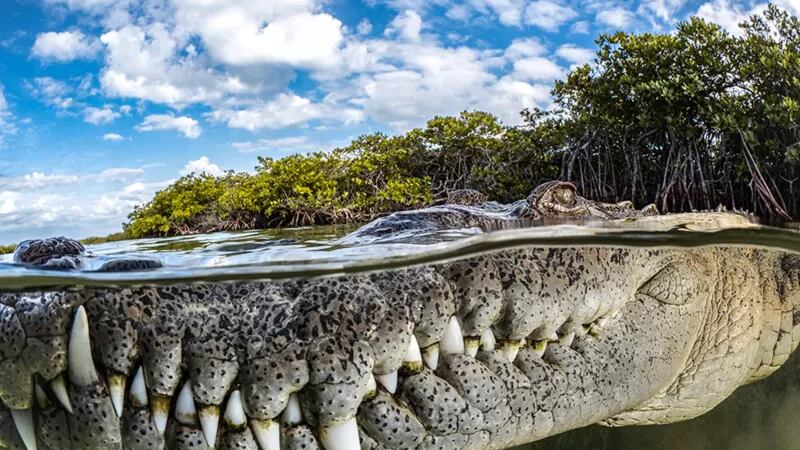 La fotográfa Tanya Houppermans capturó a un cocodrilo en su hábitat natural.