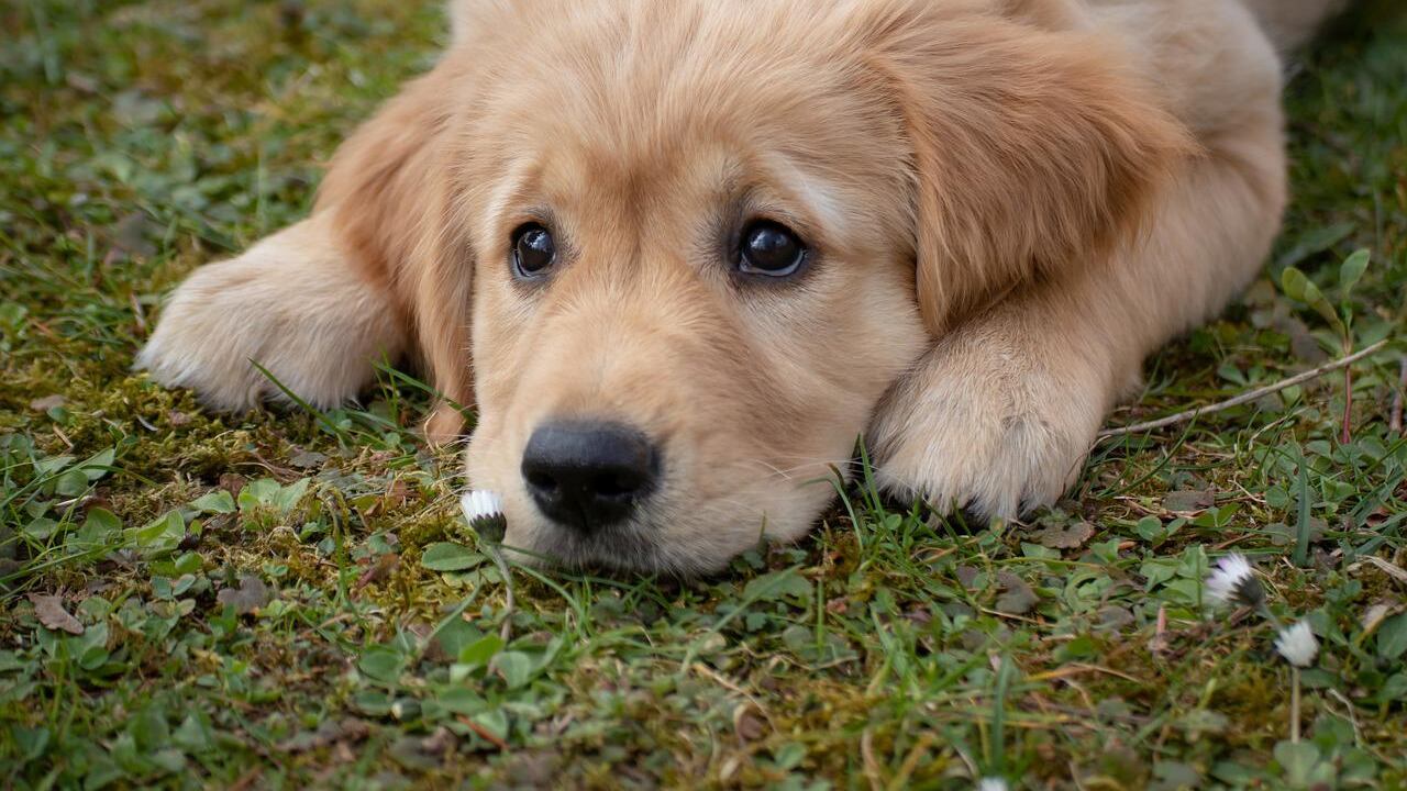 Las mascotas sufren estrés por los cohetes. (Especial)