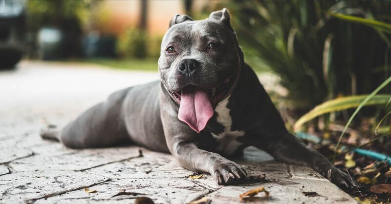 Los pitbulls surgieron del cruce entre bulldogs y terriers