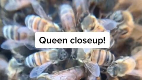 La cuenta de @honeybeeboerst cuenta con más de 6.7 millones de likes en su contenido