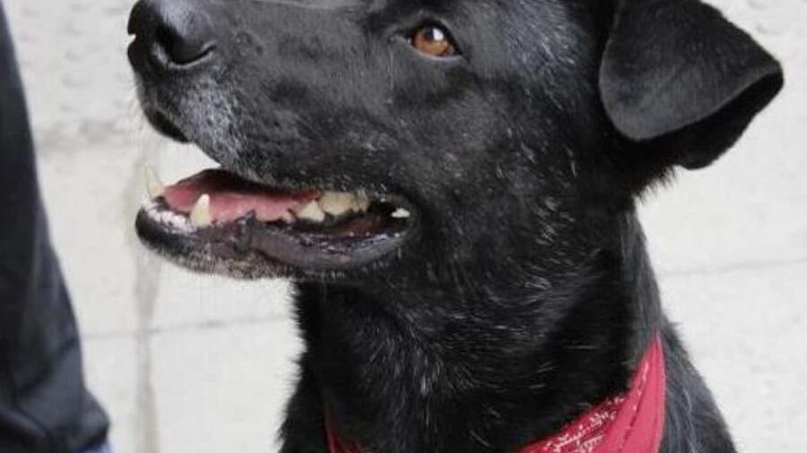 Lo Barnechea creó cuadrillas para eliminar todos los murales alusivos al “perro matapacos”