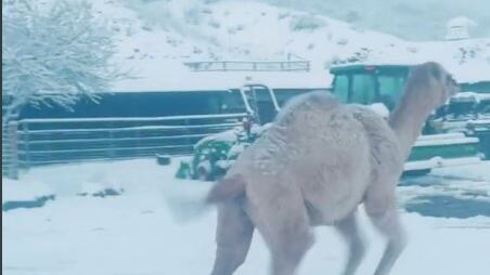 Albert, el camello salta feliz al ver nieve por primera vez