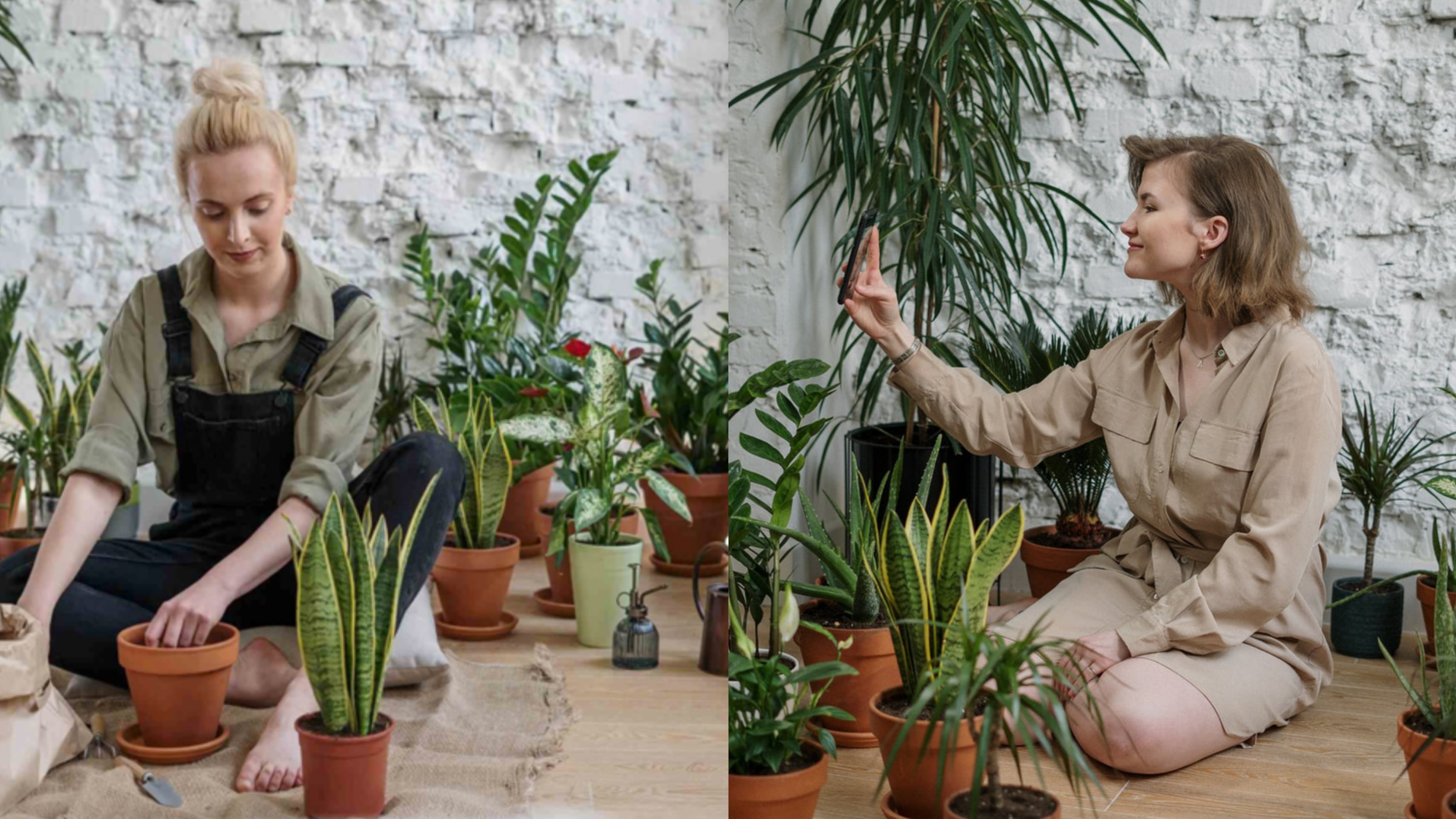 PLANTAS