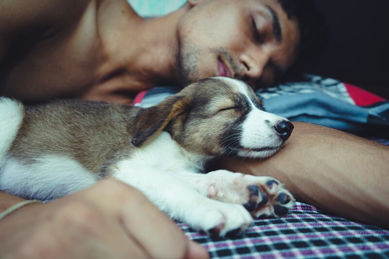 Você é do time que deixa seu cãozinho dormir do seu lado na cama? Saiba a seguir se isso é bom
