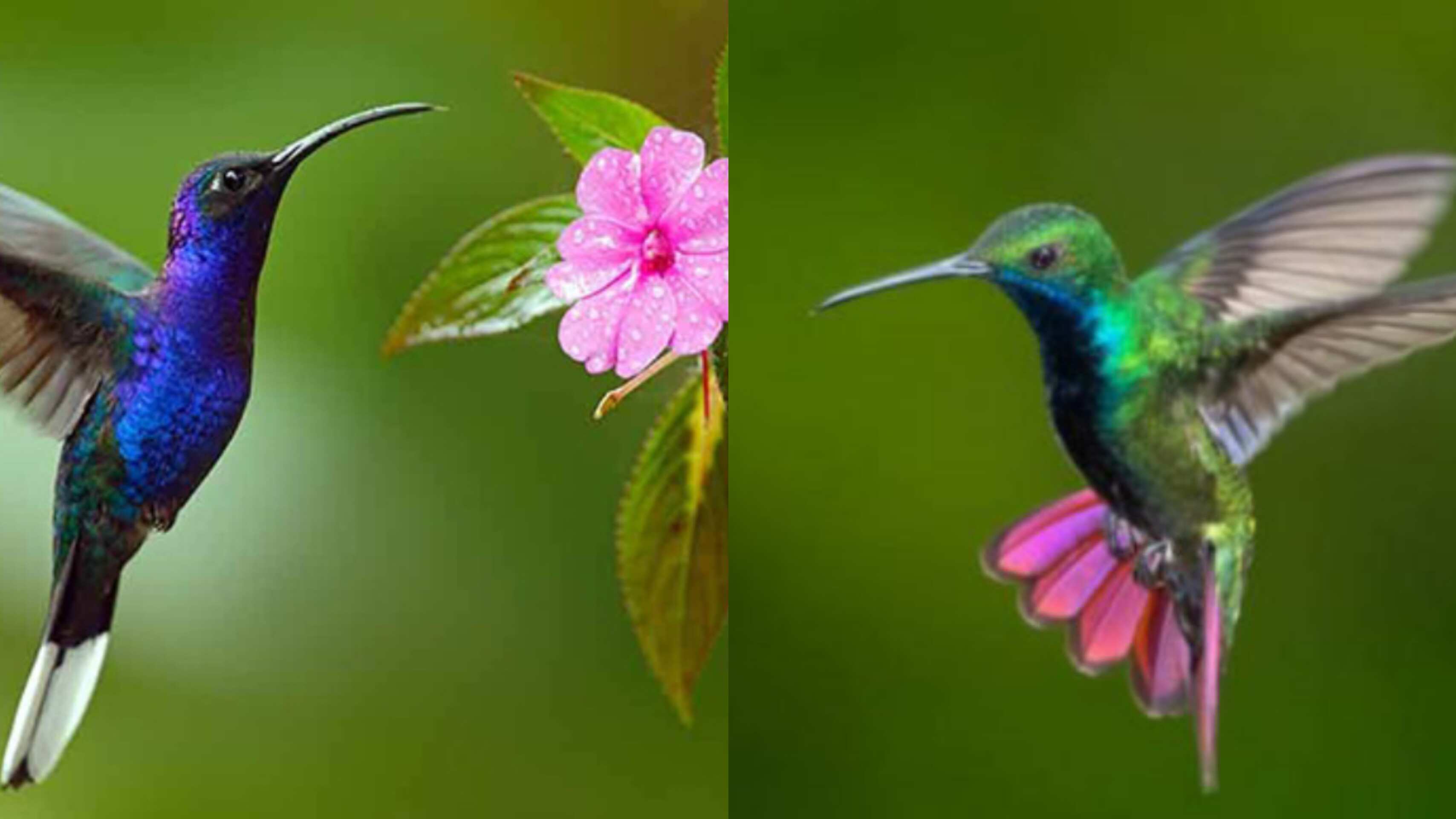 Colibrí