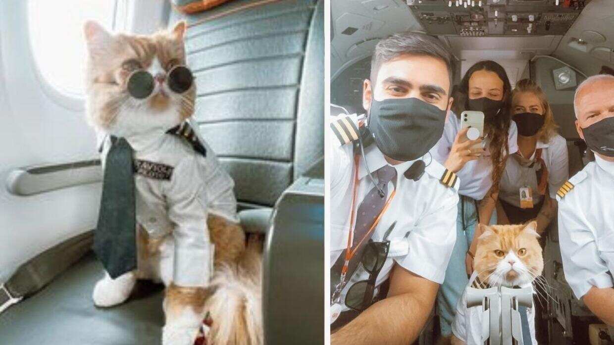 Este gatito se ha robado el corazón de todos