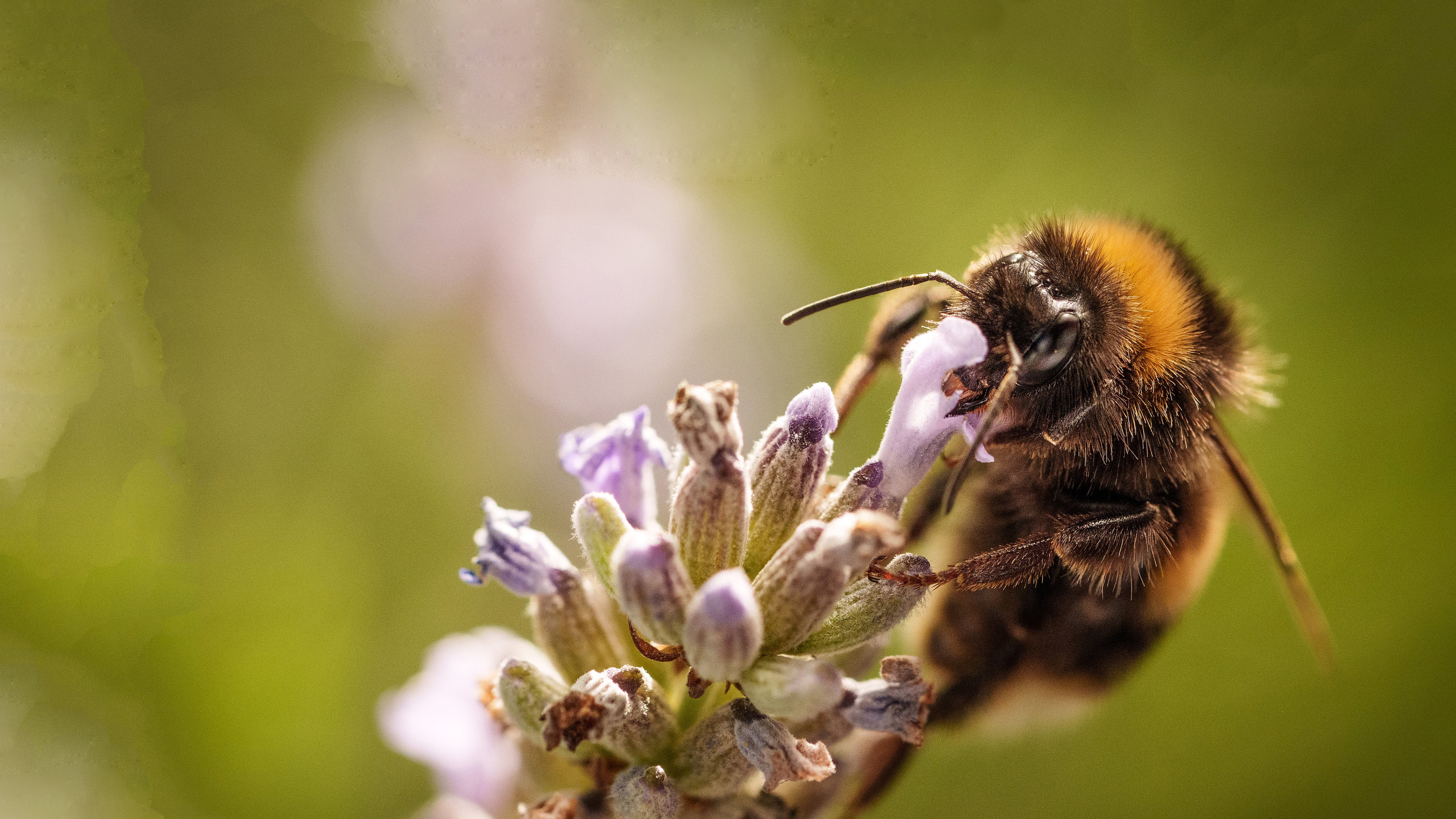 Abejas amenazadas por el calentamiento global