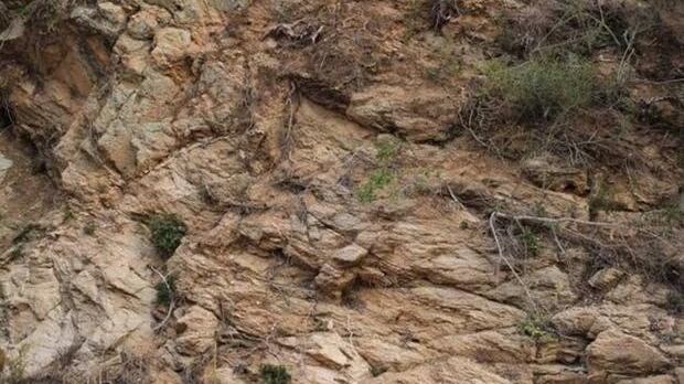 Encuentra el venado oculto.