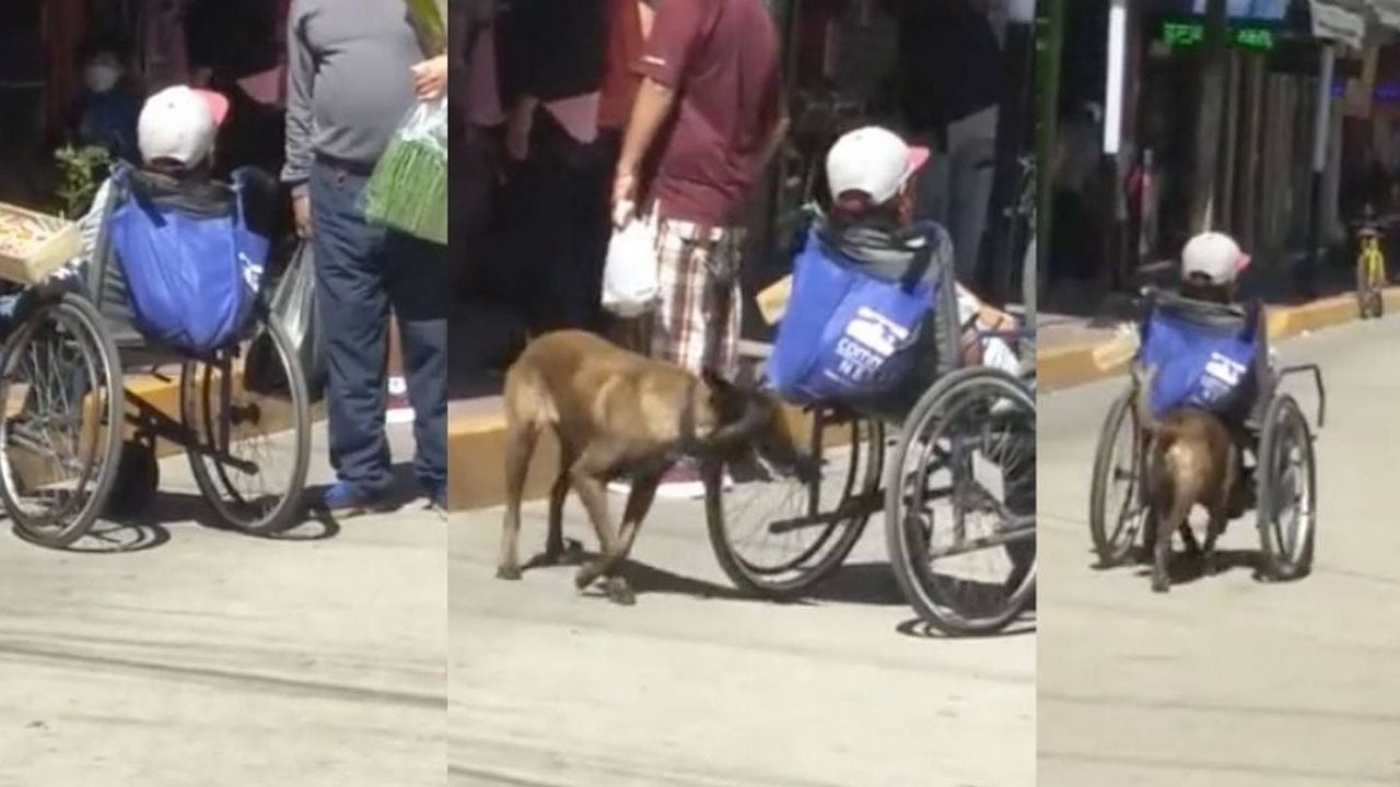 Trabajo en equipo: Perrita empuja a su dueño en silla de ruedas para vender dulces
