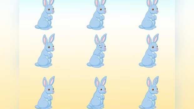 Descubre cuántos conejos hay en la imagen.