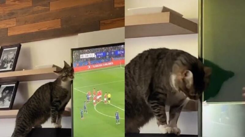 Este gatito sin duda sorprendió a sus dueños