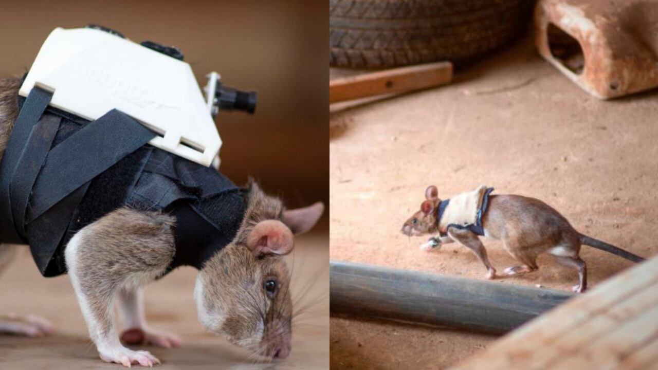 Ratas rescatistas / Foto: Cortesía APOPO