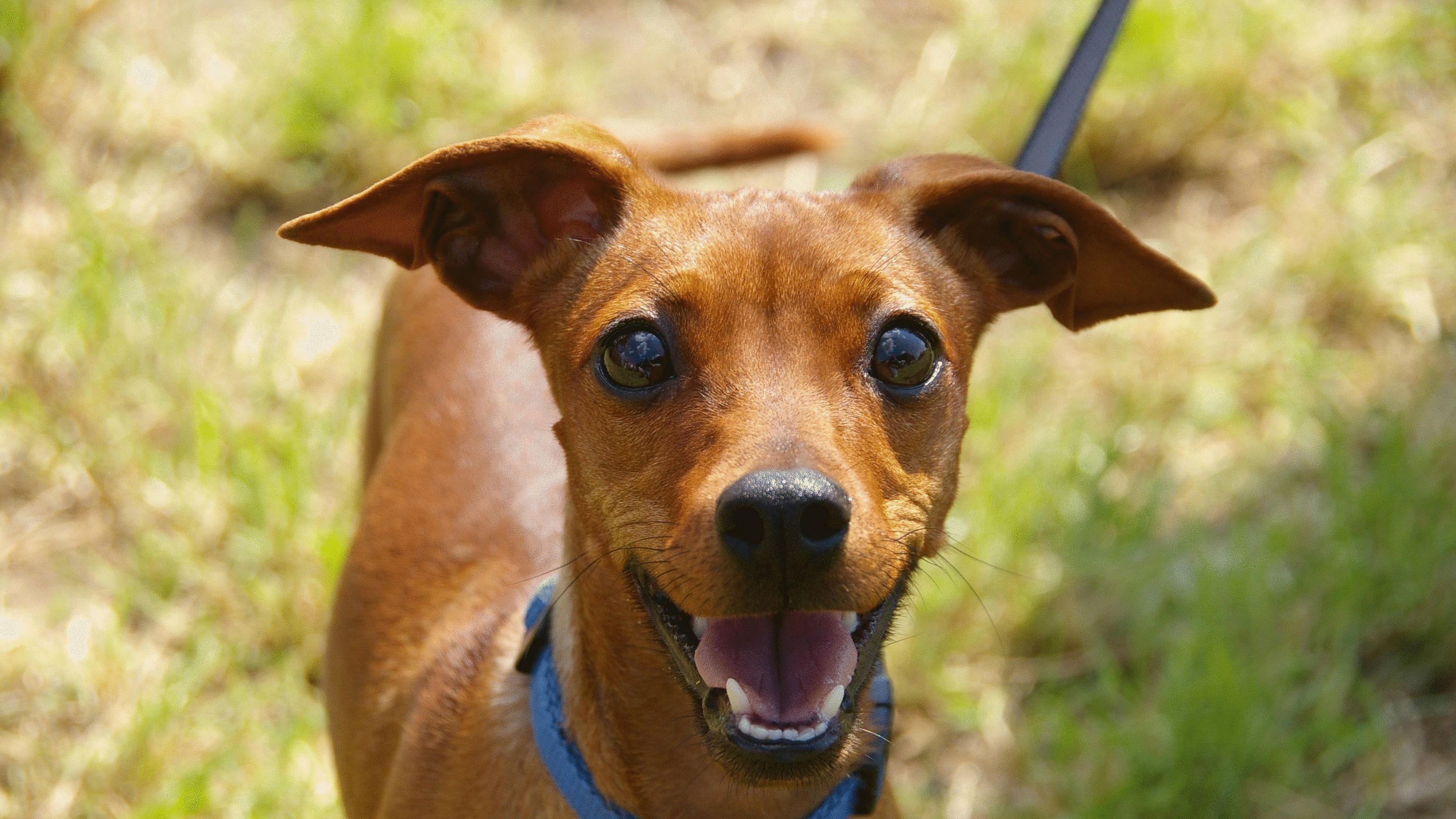 perros tiernos chihuahua
