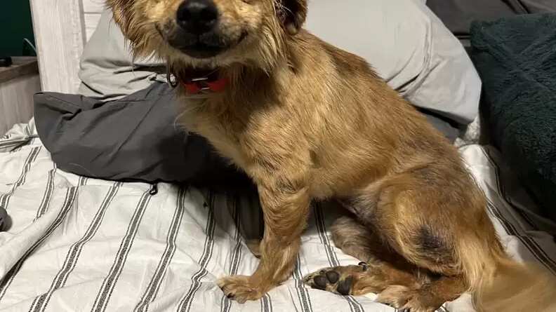 Cuando fue hallada, tenía sarna y estaba embarazada