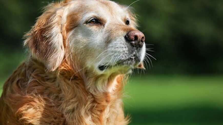 Perro labrador viejo