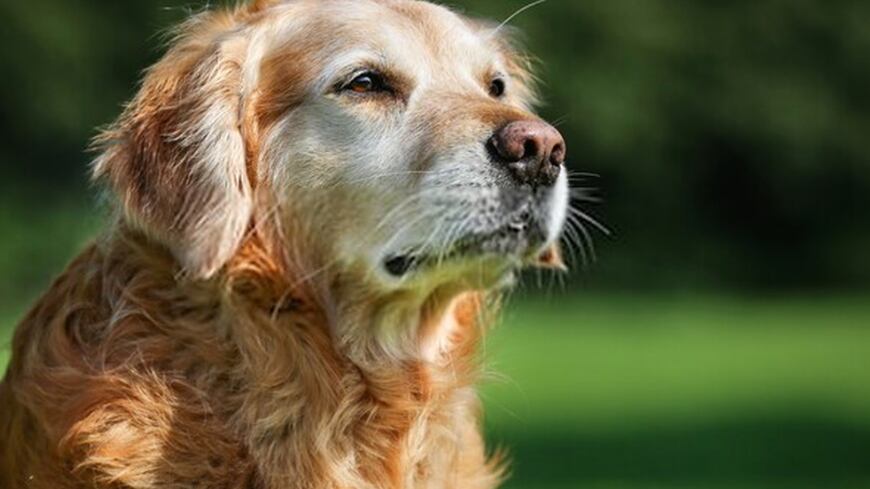 Perro labrador viejo