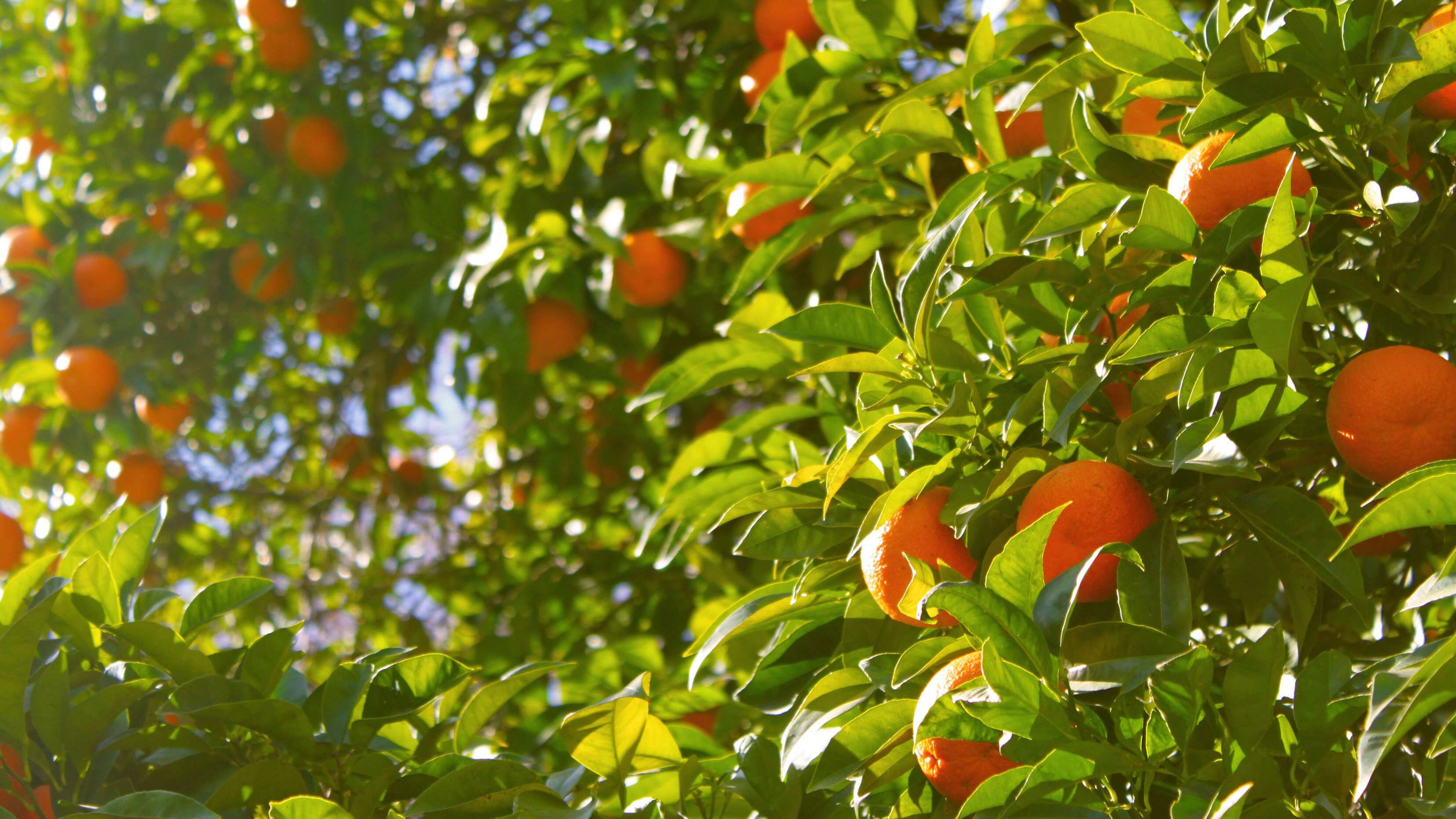 Mascarilla natural de naranjas para el pelo