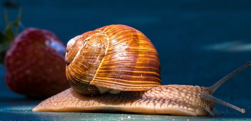 caracol hábitat