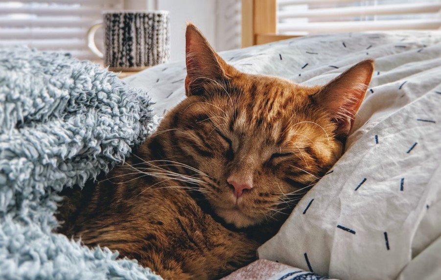 Los gatitos son de las mascotas que tienen mayor personalidad