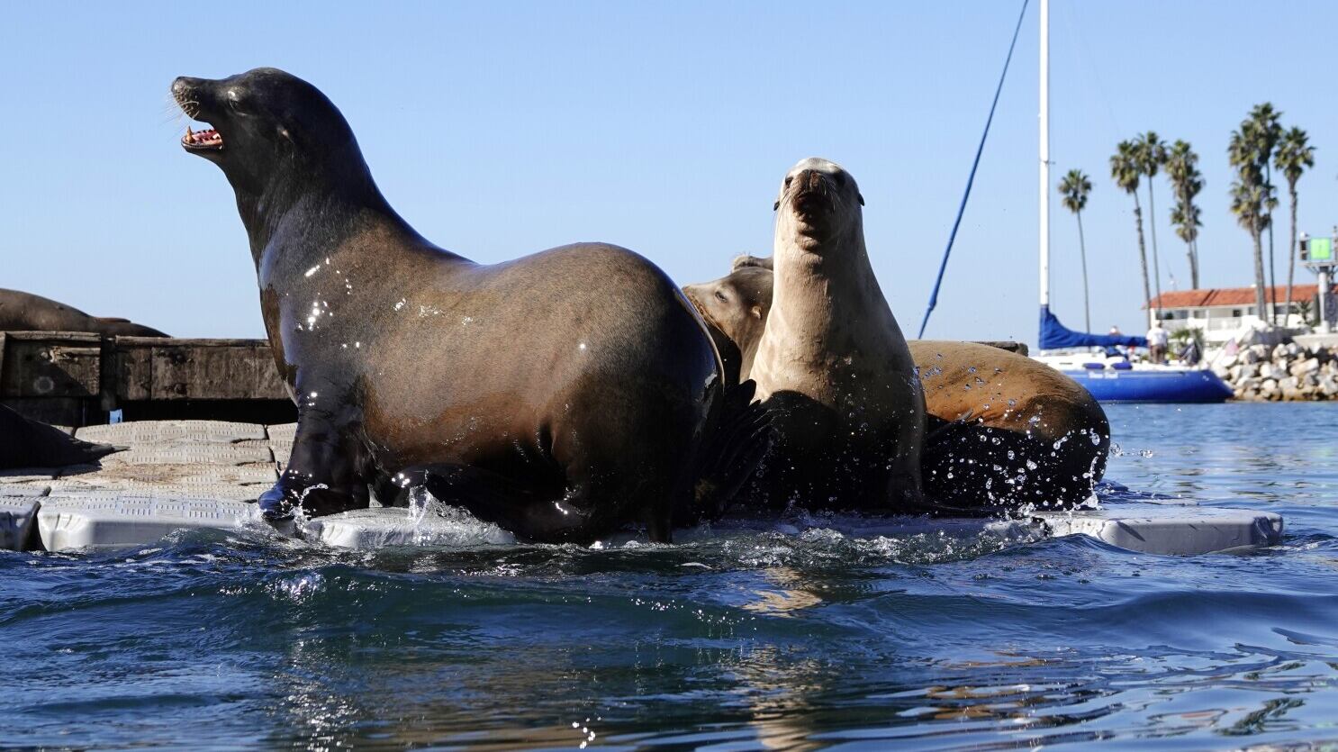 Leones marinos persiguen a turistas que no respetan su hábitan en San Diego.