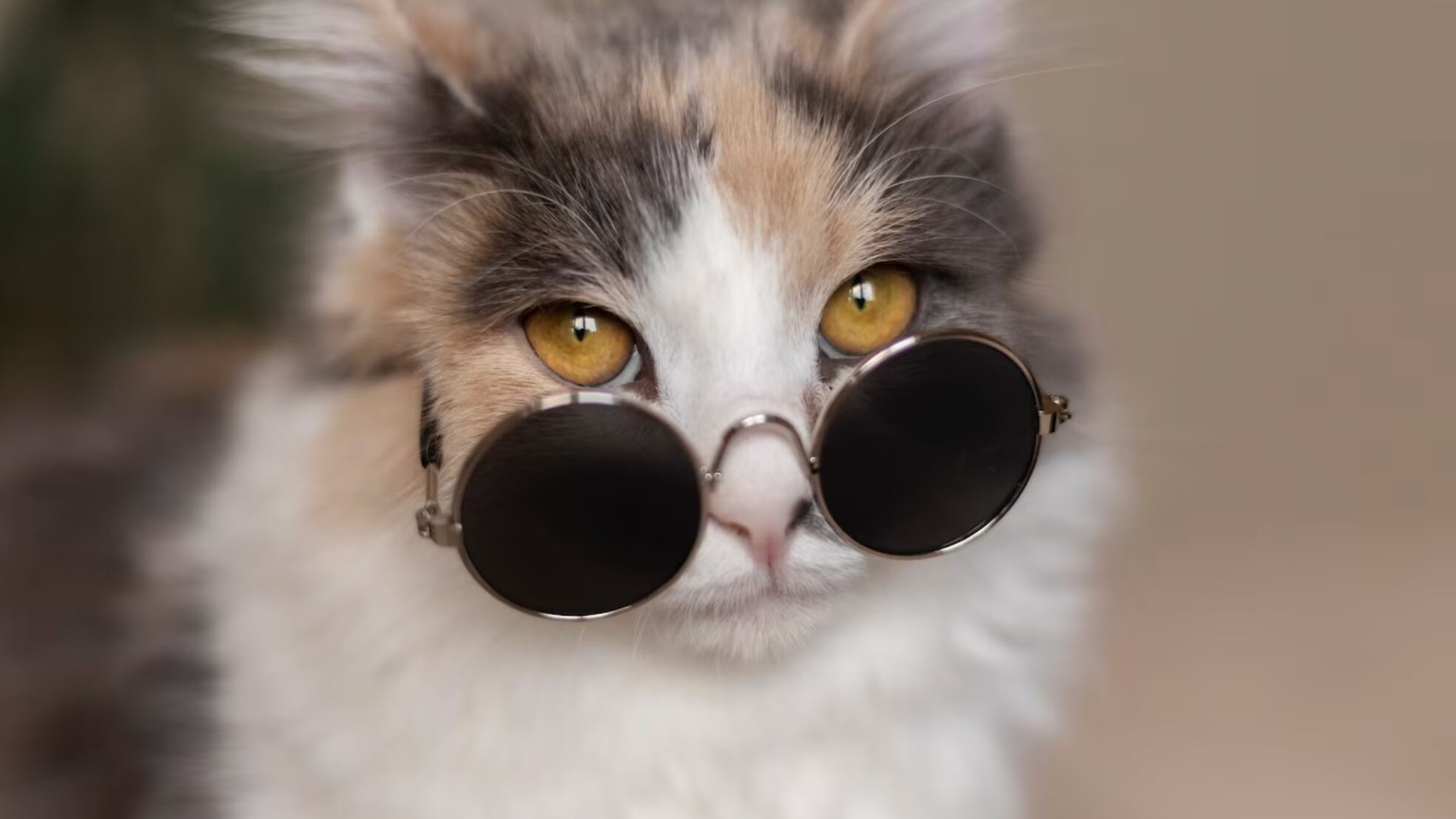 Mucho defienden al gato y culpan a los dueños del local