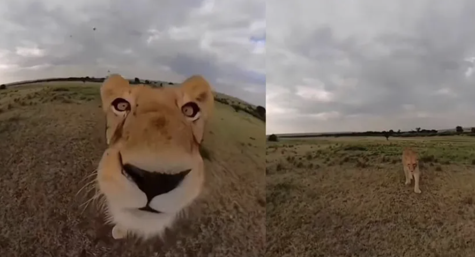 Un momento único en la naturaleza