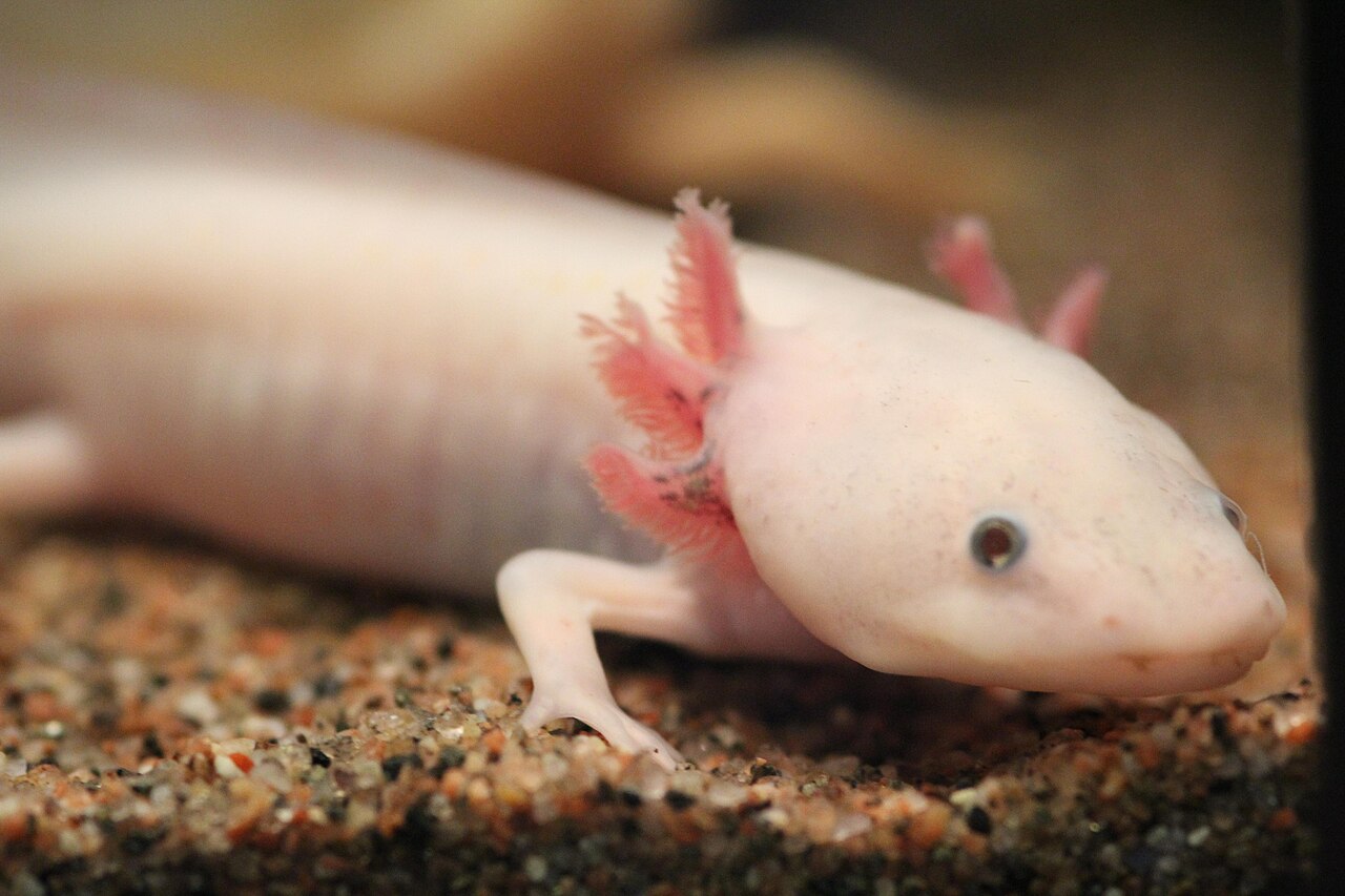 Un nuevo estudio científico abre la puerta a terapias que algún día permitirían regenerar extremidades humanas, inspirándose en la sorprendente biología de animales como el ajolote. Foto: Wikipedia.