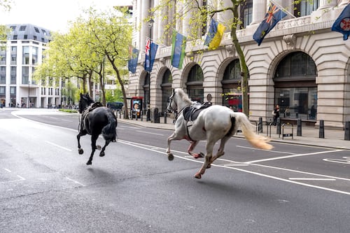 Caos en el centro de Londres: se escapan 5 caballos y hieren a 4 personas
