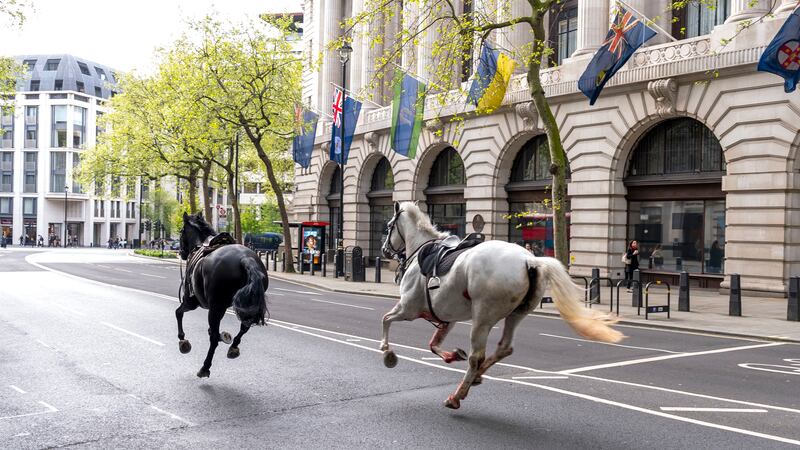 Caos en el centro de Londres: se escapan caballos militares y hieren a 4 personas