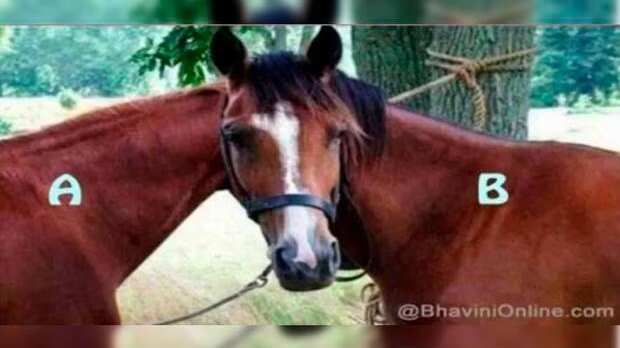 ¿Cuál caballo está viendo al frente?