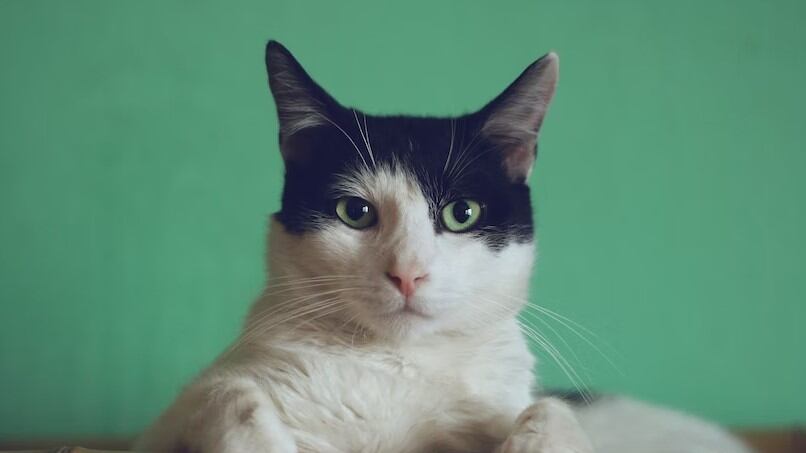 Los gatitos son de las mascotas más ocurrentes